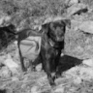 Meet your Posher, Atticus